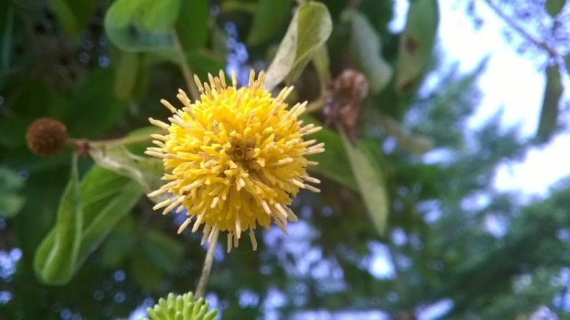 Zöld kratom - Etnobotanikai különlegességek az Egzotikus Növények Stúdiója kínálatából